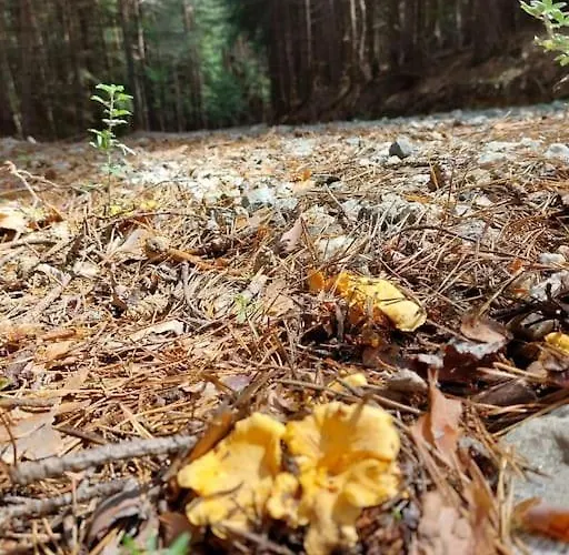 アパート The Snug Near The Brimming Mountains バンスコ