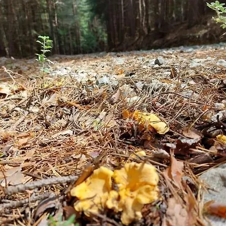 דירה The Snug Near The Brimming Mountains בנסקו